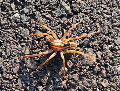 Spider at PVNC