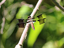 Dragonfly_MG_0039-cropped