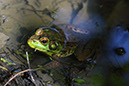 Frog and Mosquito_MG_0051