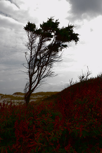 Tree_on_the_Beach-2