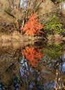 Reflection of October foiliage
