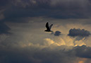 Gull&Clouds_MG_0081