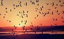 Birds_in_Sky