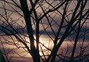 Walnut_Tree&Sunset