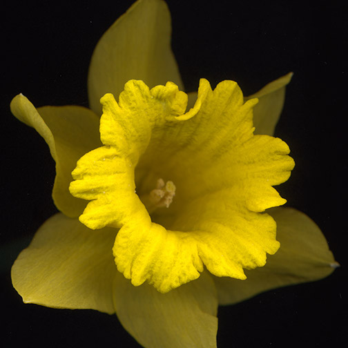 Daffodil-Square-12.6 in