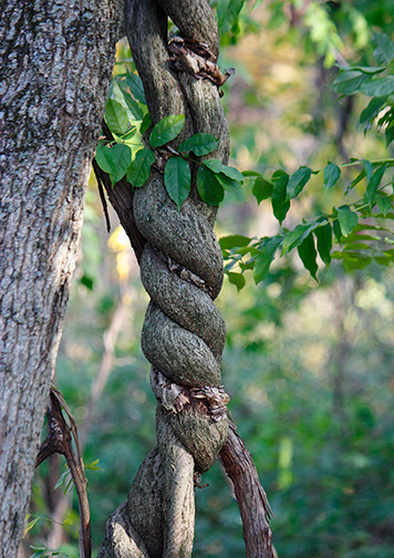 Knotted vine_MG_0007