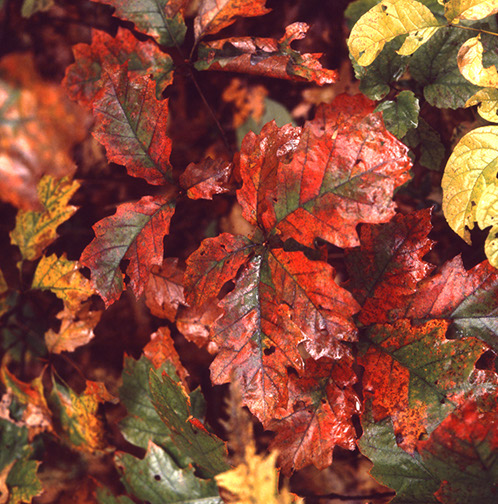Fall_Colors