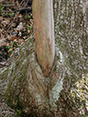 TreeRoot-Branch