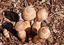 Mushrooms_MG_0081