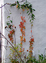 Vines_on_Wall