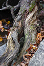 Tree root and rock_MG_0085