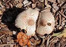 Mushrooms_MG_0083