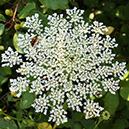 Queen_Anne's_Lace