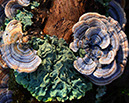 Fungus on fallen tree