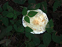 Mushroom-TopView