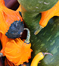 Gourds-Cropped