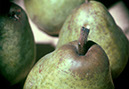 Pears_from_slide-adj
