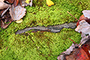 Moss-leaves-stone