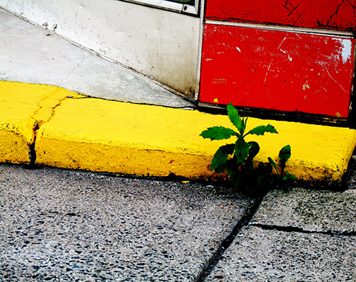 YellowCurbWithGreenPlant